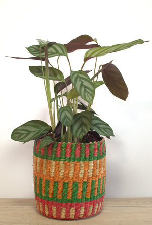 
                  
                    Plant Basket Duo
                  
                