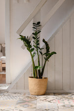 Potted plant in a woven basket against a white wall with a staircase